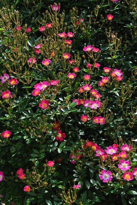 �Х��ġ����ġۥ⡼�ĥ���� ���� 6��ȭ�����ʡ�J-CL20��