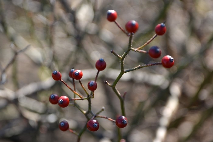 �Х��ġ����ġۥ⡼�ĥ���� ���� 6��ȭ�����ʡ�J-CL20��