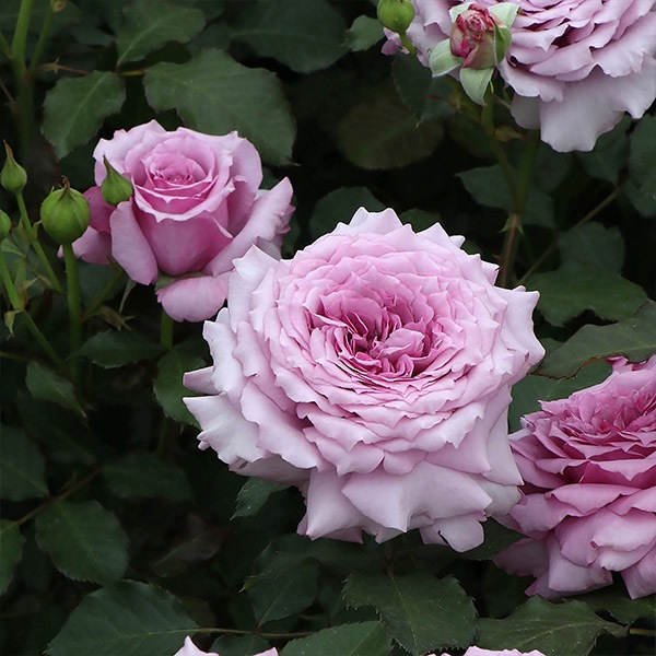 ġۥХ ǥʥ  6ȭʡηʼϡKMG-GR