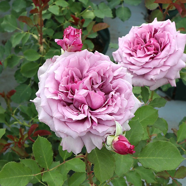 ġۥХ ǥʥ  6ȭʡηʼϡKMG-GR