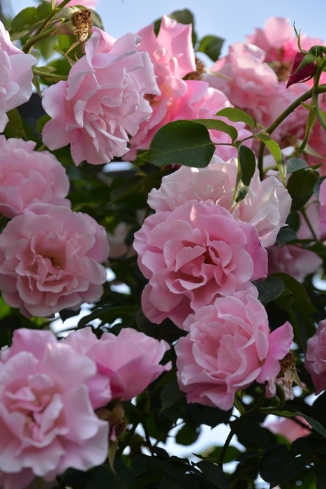 よっちゃん。参考。スパニッシュビューティー 冬季大苗】バラ苗 スパニッシュビューティー 国産苗 6号鉢植え品《J