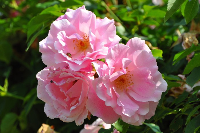 �����ġۥХ��� ���ѥ˥å���ӥ塼�ƥ��� ���� 6��ȭ�����ʡ�J-CL10��