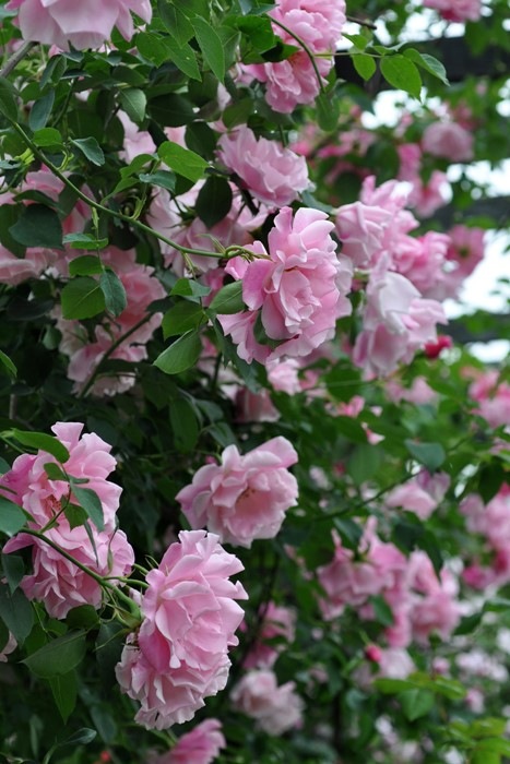 �����ġۥХ��� ���ѥ˥å���ӥ塼�ƥ��� ���� 6��ȭ�����ʡ�J-CL10��