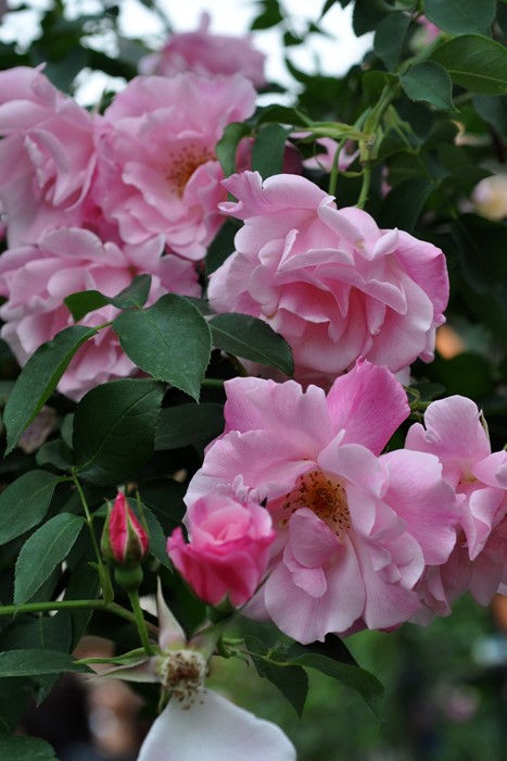 �����ġۥХ��� ���ѥ˥å���ӥ塼�ƥ��� ���� 6��ȭ�����ʡ�J-CL10��