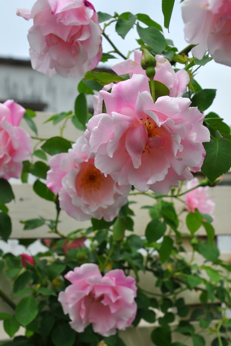 �����ġۥХ��� ���ѥ˥å���ӥ塼�ƥ��� ���� 6��ȭ�����ʡ�J-CL10��