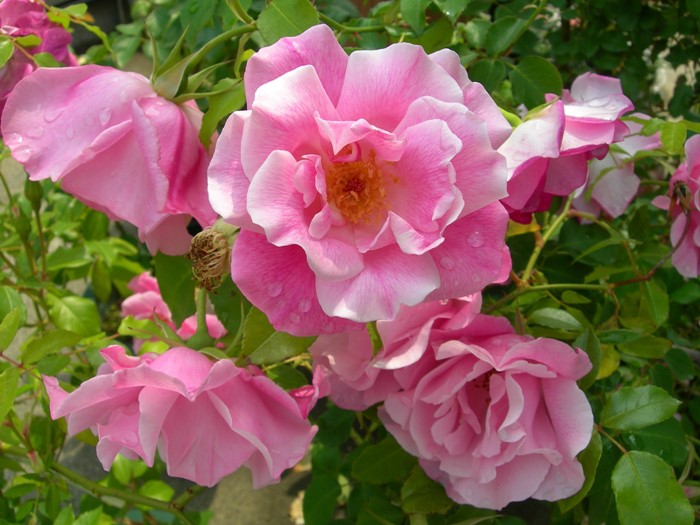 �����ġۥХ��� ���ѥ˥å���ӥ塼�ƥ��� ���� 6��ȭ�����ʡ�J-CL10��