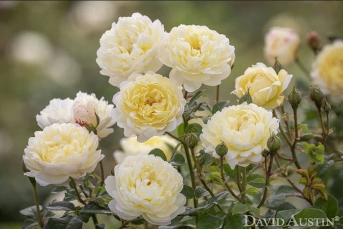 ġۥХ ʥ٥ ͢ 7ȭʡӿ建 ʼϿдϡER-Y