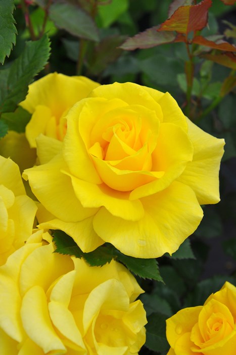 Хġġۥե꡼  6ȭʡJ-FL20