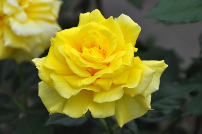 Хġġۥե꡼  6ȭʡJ-FL20