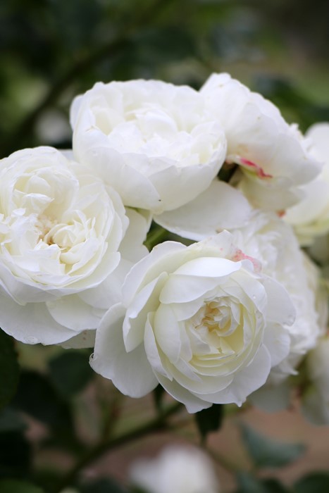 ġۥХ ȥ˥ƥ  6ȭʡӿ建 ϿʼϡJ-RP