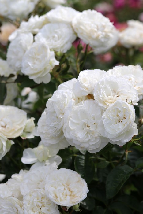 ġۥХ ȥ˥ƥ  6ȭʡӿ建 ϿʼϡJ-RP