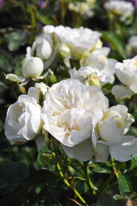 ġۥХ ȥ˥ƥ  6ȭʡӿ建 ϿʼϡJ-RP