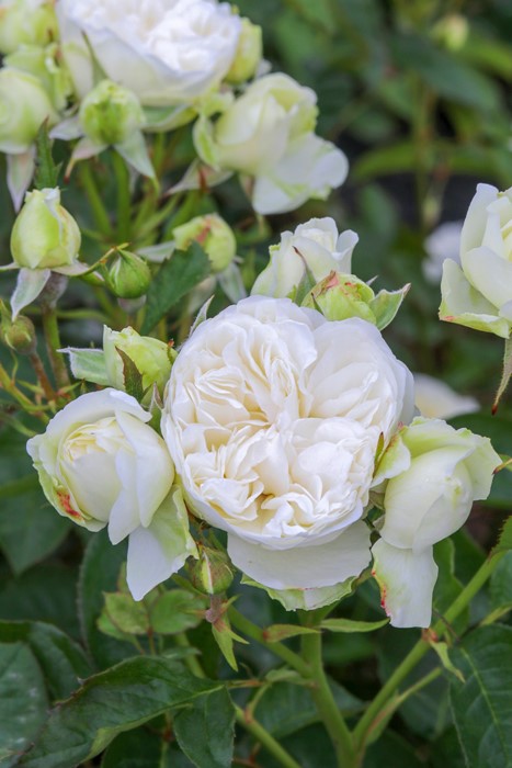 ġۥХ ȥ˥ƥ  6ȭʡӿ建 ϿʼϡJ-RP