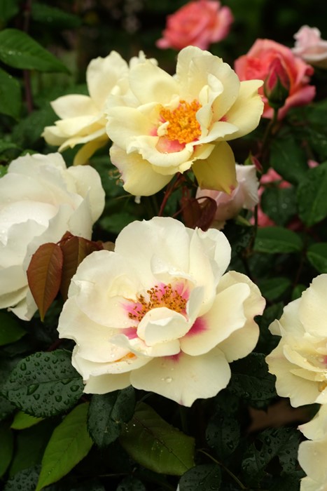 ���ߵ����ġۥХ��� ���ƥ���롼���� ���� 6��ȭ�����ʡη����ʼ�ϡ�JB��