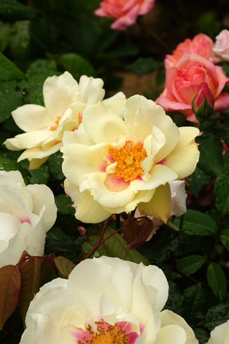 ���ߵ����ġۥХ��� ���ƥ���롼���� ���� 6��ȭ�����ʡη����ʼ�ϡ�JB��