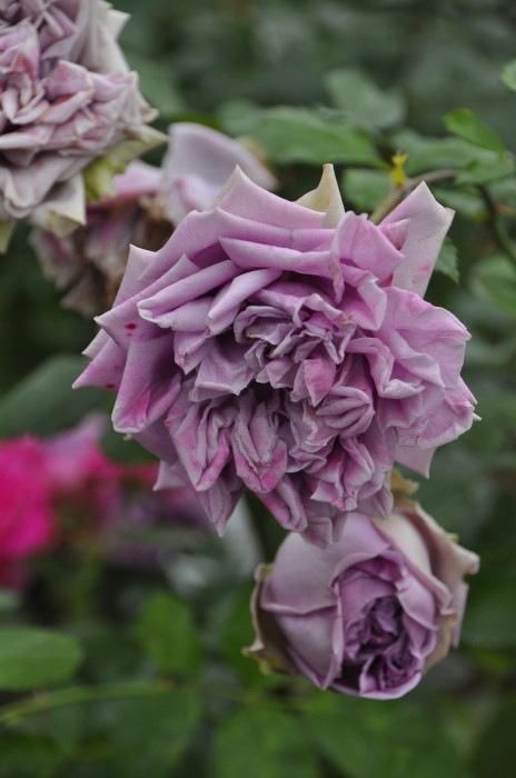 ġۥХ ֥롼ޥͥ  6ȭʡηʼϡMA-MA