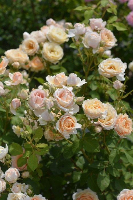 ���ߵ����ġۥХ��� ����ʥե���ǥ� ���� 6��ȭ�����ʡη����ʼ�ϡ�Kb-BRN�ա�0116�����