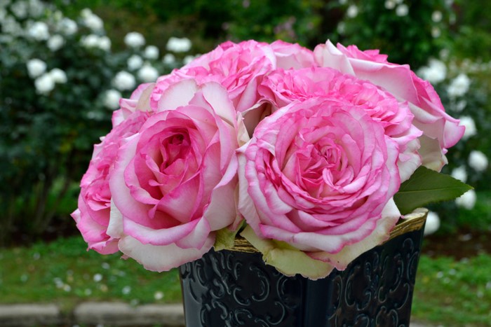 �Х��ġ����ġۥ������� ���� 6��ȭ�����ʡ����ӿ建�� �ʼ���Ͽ�д���ϡ�IR-IRO3��