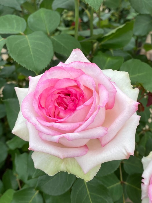 �Х��ġ����ġۥ������� ���� 6��ȭ�����ʡ����ӿ建�� �ʼ���Ͽ�д���ϡ�IR-IRO3��