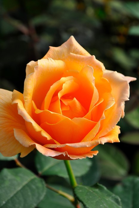 �Х��ġ����ġۥ��㥹�ȥ��祤�ڥ��㥹�ȥ��硼���� ���� 6��ȭ�����ʡ�J-HT10��