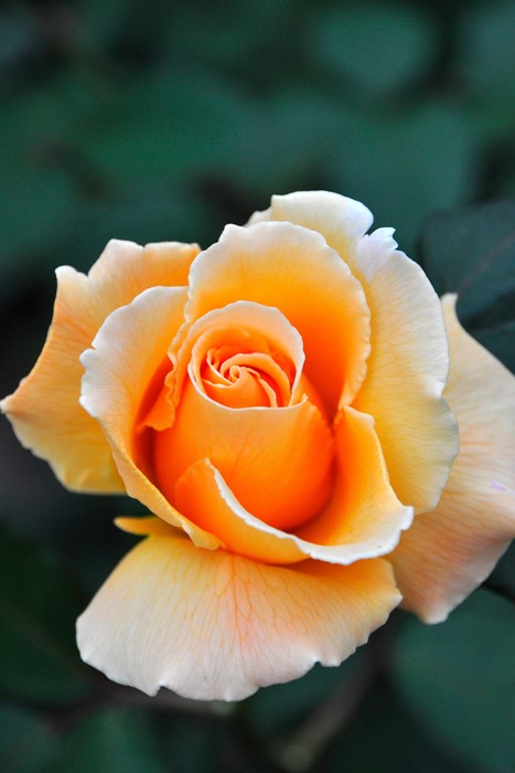 �Х��ġ����ġۥ��㥹�ȥ��祤�ڥ��㥹�ȥ��硼���� ���� 6��ȭ�����ʡ�J-HT10��