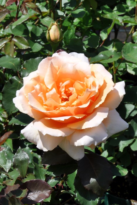 �Х��ġ����ġۥ��㥹�ȥ��祤�ڥ��㥹�ȥ��硼���� ���� 6��ȭ�����ʡ�J-HT10��