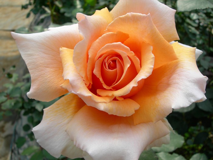 �Х��ġ����ġۥ��㥹�ȥ��祤�ڥ��㥹�ȥ��硼���� ���� 6��ȭ�����ʡ�J-HT10��