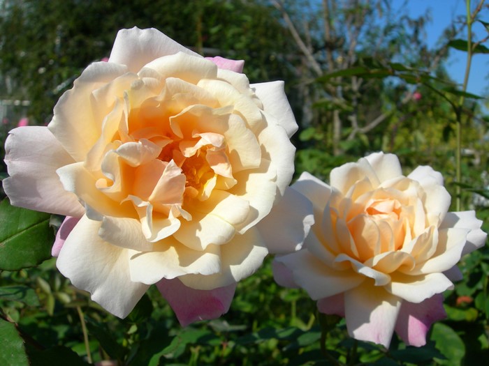 �Х��ġ����ġۥ��륹���󥢡��إ� ���� 6��ȭ�����ʡ�J-FL20��