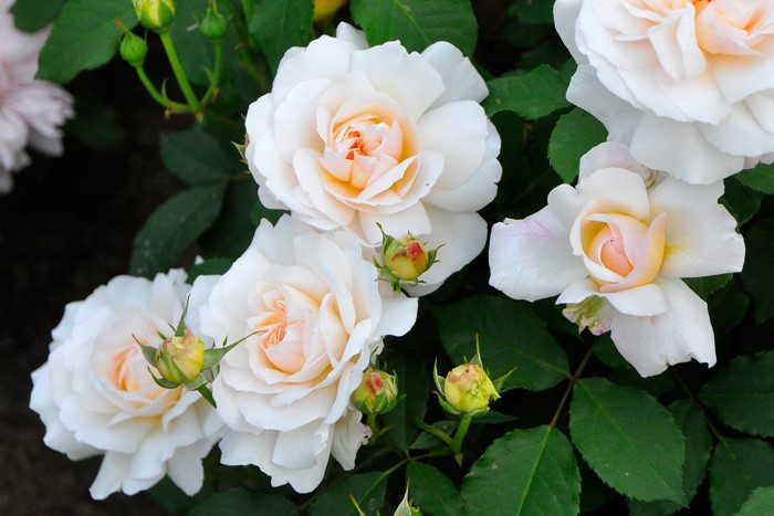 �Х��ġ����ġۥ��륹���󥢡��إ� ���� 6��ȭ�����ʡ�J-FL20��