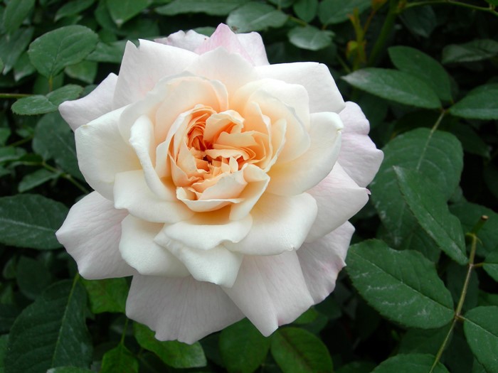 �Х��ġ����ġۥ��륹���󥢡��إ� ���� 6��ȭ�����ʡ�J-FL20��