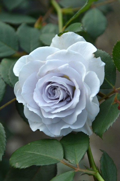 ġۥХ ֥롼ӥƥ  6ȭʡӿ建 ϿʼϡJ-RO