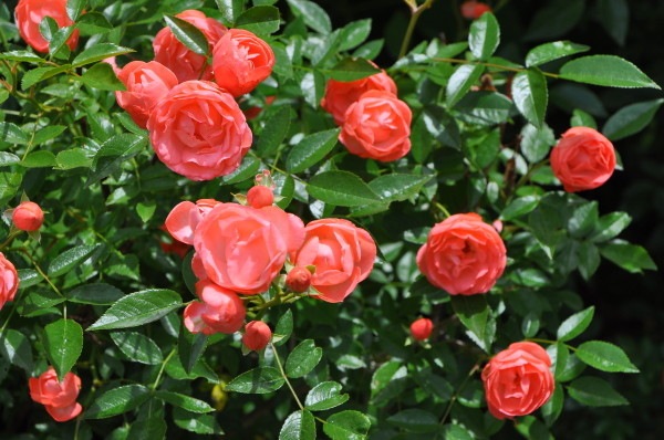 �Х��ġ����ġۥޥ르�������� ���� 6��ȭ�����ʡ�J-OB20��