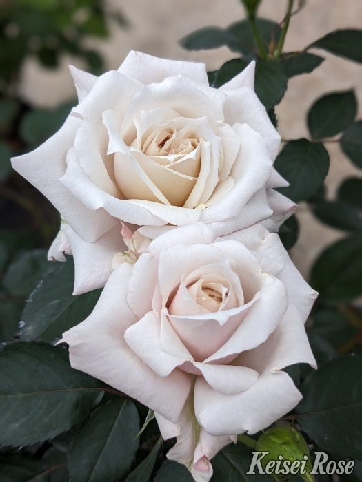 ���ߵ����ġۥХ��� ���ʤ�ڴ����� ���� 6��ȭ�����ʡ����ӿ建�� �ʼ���Ͽ�д���ϡ�J-IRM3�ա�1120�����