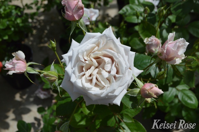 ���ߵ����ġۥХ��� ���ʤ�ڴ����� ���� 6��ȭ�����ʡ����ӿ建�� �ʼ���Ͽ�д���ϡ�J-IRM3�ա�1120�����