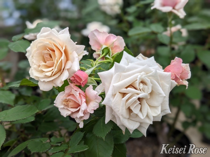 ���ߵ����ġۥХ��� ���ʤ�ڴ����� ���� 6��ȭ�����ʡ����ӿ建�� �ʼ���Ͽ�д���ϡ�J-IRM3�ա�1120�����