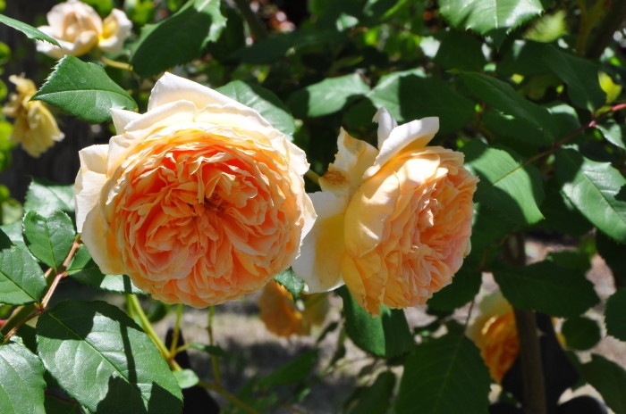 ���ߵ����ġۥХ��� ���饦��ץ�󥻥��ޥ륬�꡼�� ͢���� 7��ȭ�����ʡ����ӿ建�� ��Ͽ�ʼ�ϡ�ER-Y��