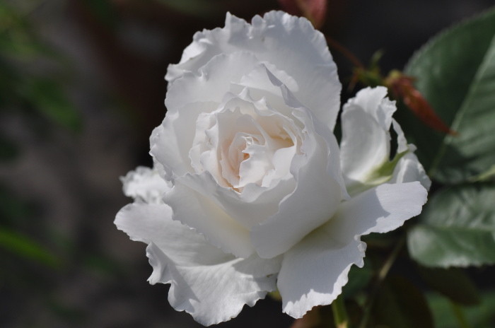 ���ߵ����ġۥХ��� ��֥�� ���� 6��ȭ�����ʡ����ӿ建�� ��Ͽ�ʼ�ϡ�Kb-KBO�ա�0116�����