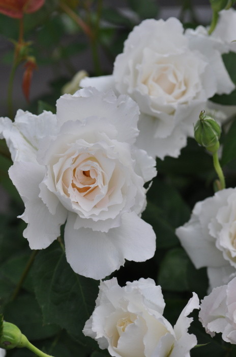 ���ߵ����ġۥХ��� ��֥�� ���� 6��ȭ�����ʡ����ӿ建�� ��Ͽ�ʼ�ϡ�Kb-KBO�ա�0116�����