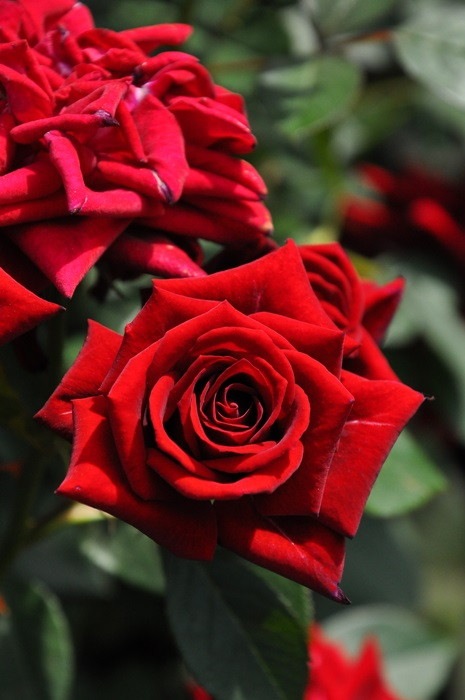 �����ġۥХ��� �Υ�� ���� 6��ȭ�����ʡη����ʼ�ϡ�JB-KWI2��