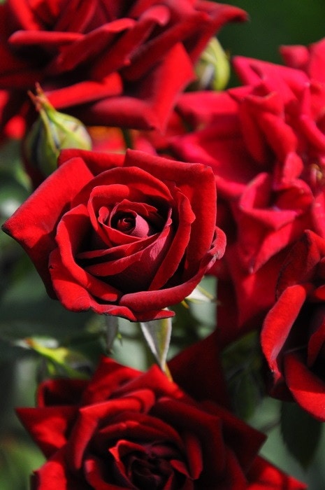 �����ġۥХ��� �Υ�� ���� 6��ȭ�����ʡη����ʼ�ϡ�JB-KWI2��