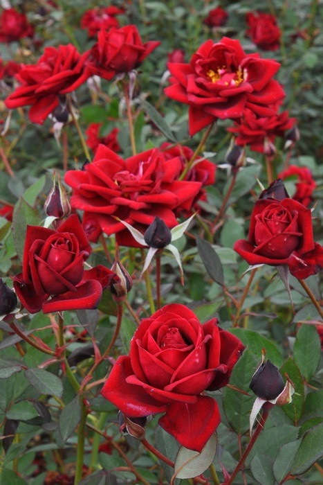 �����ġۥХ��� �Υ�� ���� 6��ȭ�����ʡη����ʼ�ϡ�JB-KWI2��