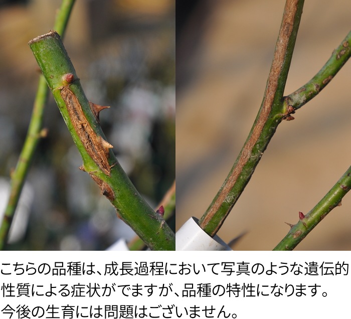 ���ߵ����ġۥХ��� ��󥦥��� ���� 6��ȭ�����ʡη����ʼ�ϡ�OM-DM��