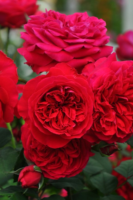 ġۥХ ޥ  6ȭʡӿ建 ϿʼϡJ-RP