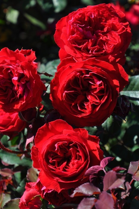 ġۥХ ޥ  6ȭʡӿ建 ϿʼϡJ-RP