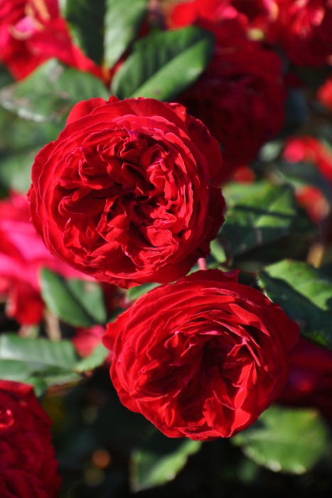 ġۥХ ޥ  6ȭʡӿ建 ϿʼϡJ-RP