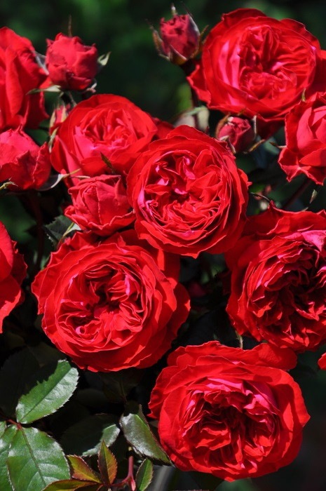 ġۥХ ޥ  6ȭʡӿ建 ϿʼϡJ-RP