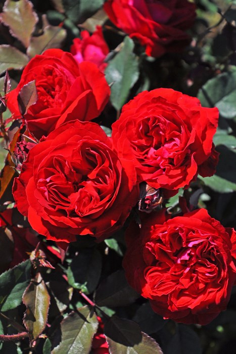 ġۥХ ޥ  6ȭʡӿ建 ϿʼϡJ-RP