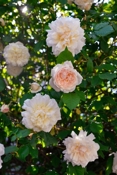 大苗 バラ苗 マダムアルフレッドキャリエール N薄桃 国産苗 6号鉢植え品 J Mc すべての商品 バラの家 公式本店 ロサオリエンティス バラ苗 専門店