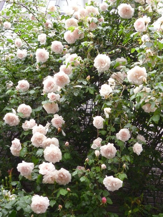 大苗 バラ苗 マダムアルフレッドキャリエール N薄桃 国産苗 6号鉢植え品 J Mc すべての商品 バラの家 公式本店 ロサオリエンティス バラ苗 専門店