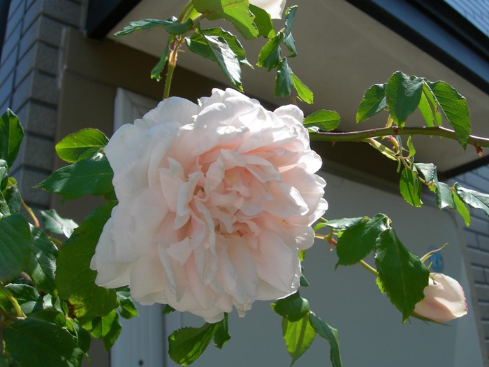 大苗 バラ苗 マダムアルフレッドキャリエール N薄桃 国産苗 6号鉢植え品 J Mc すべての商品 バラの家 公式本店 ロサオリエンティス バラ苗 専門店